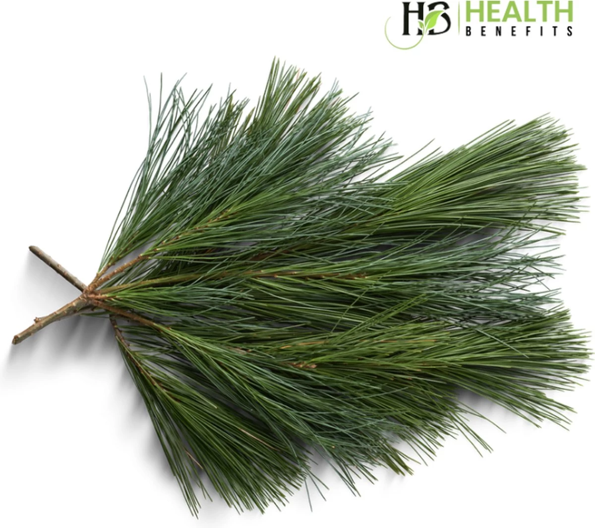 Biologische Dennennaalden Thee | Verse Dennennaalden Thee | Suramin | 100% Natuurlijk Kruiden Thee | Per 50 Gram | Gratis Verzending